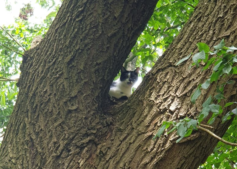 FF Altwarmbüchen rettet Kater Smudo