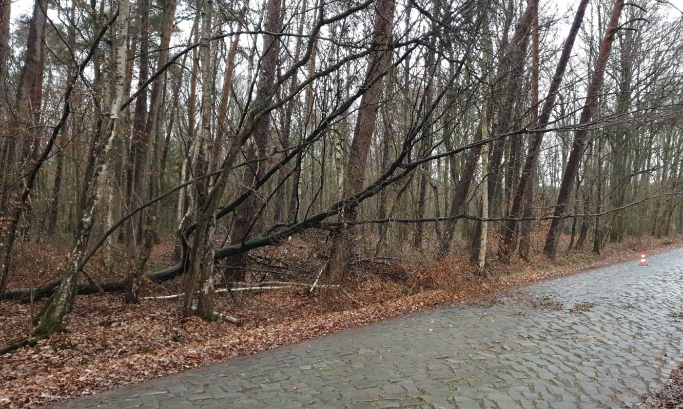 Baum auf Straße - Alter Postweg Altwarmbüchen