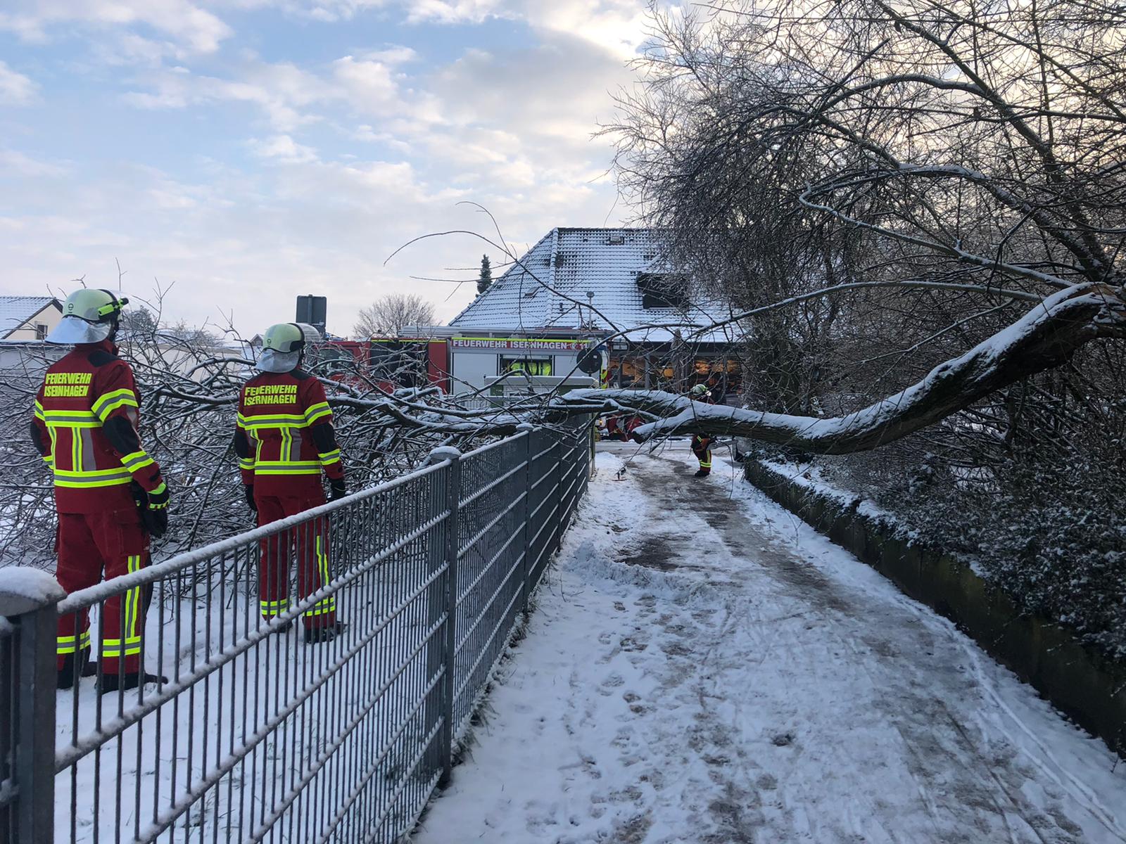 Baum auf Weg